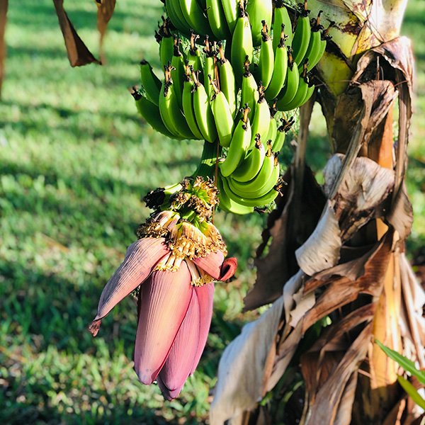 Freshly handpicked bananas