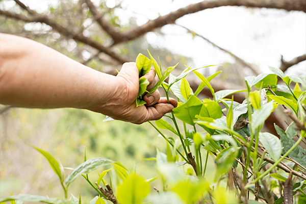 Nilgiri tea leaves and coffee beans